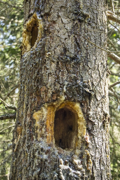 Fototapeta 738 - holes on the trunks deglia trees
