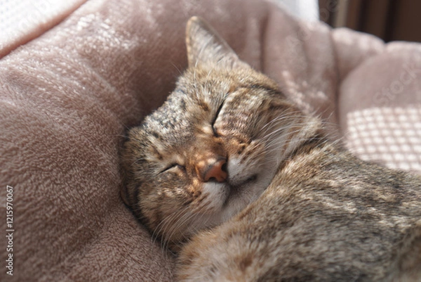 Obraz 眠るキジトラ