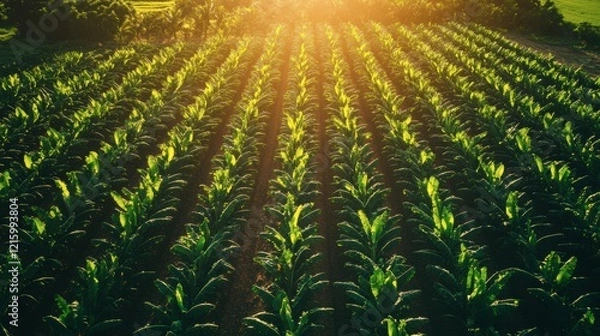Obraz A modern banana plantation with organized rows of healthy plants