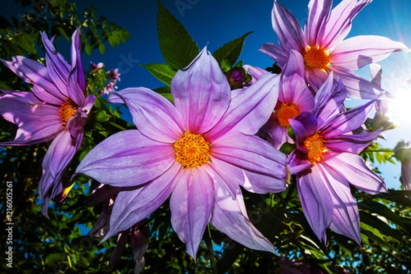 Obraz 花