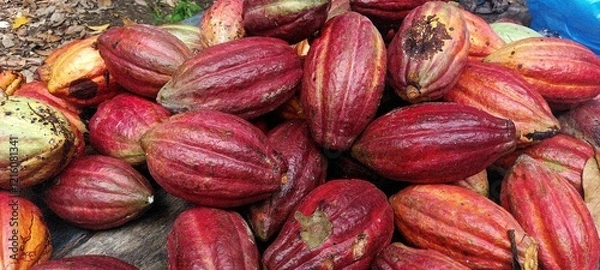 Fototapeta  Cocoa fruits or   Cocoa pods  (Theobroma cacao) 
