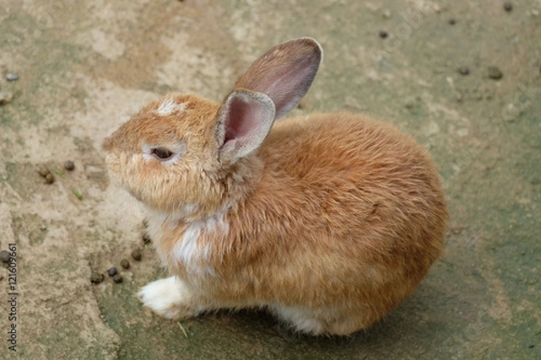 Obraz rabbit