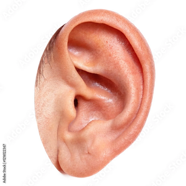 Obraz Close Up Of A Human Ear Isolated On Transparent Or White Background, Png Cut Out