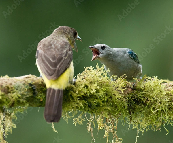 Fototapeta Talk is Cheap