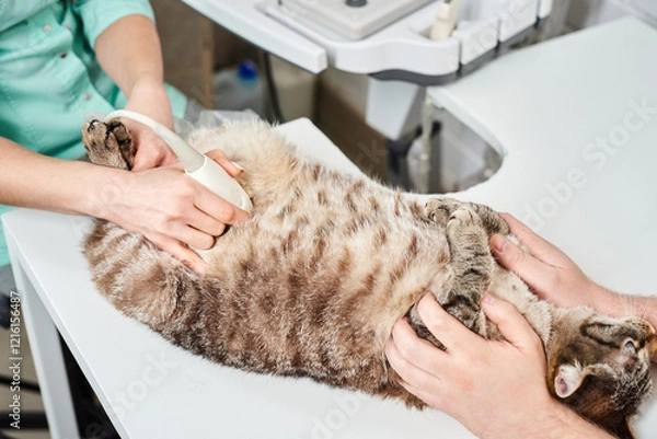 Fototapeta Ultrasound scan of a domestic cat at the vet