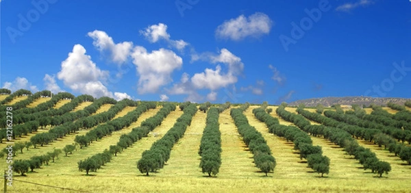 Fototapeta Olive trees field