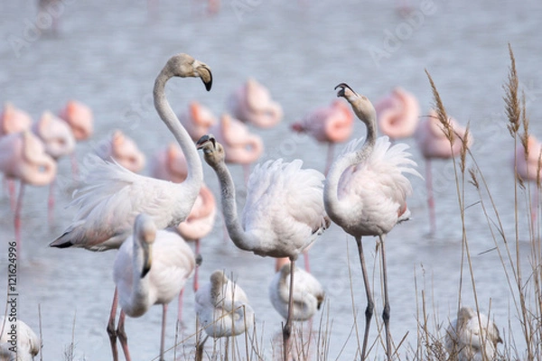 Obraz Flamands Roses