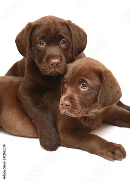 Fototapeta Puppies on a white background.