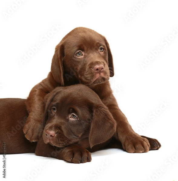 Fototapeta Two puppies Labrador retriever on a white background.