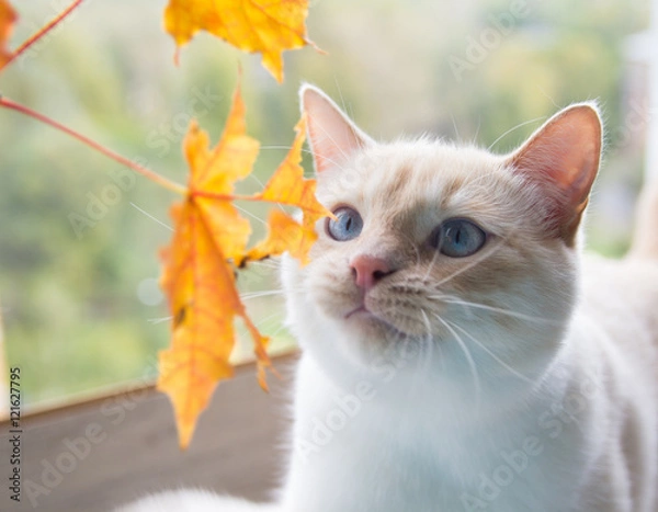 Obraz cat playing with autumn leaves