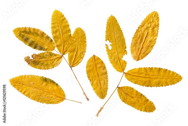 Fototapeta dry autumn leaves of rowan  isolated on a white background