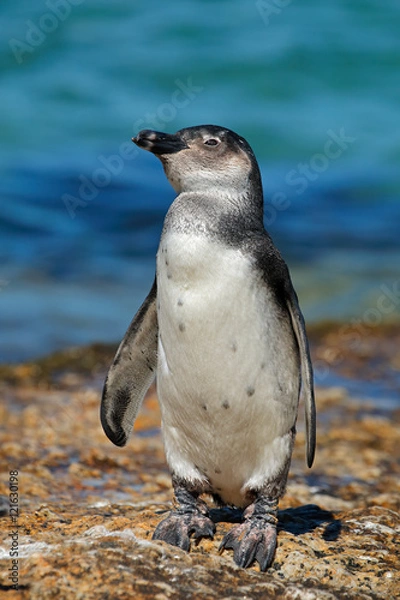 Fototapeta A young African penguin (Spheniscus demersus) on coastal rocks, Western Cape, South Africa