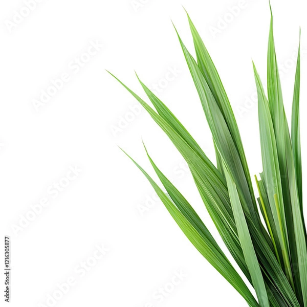 Fototapeta lemon grass Advertisement isolated on white background full depth of field 