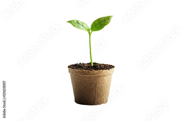 Fototapeta Growing plant in eco-friendly biodegradable pot isolated on white or transparent, PNG