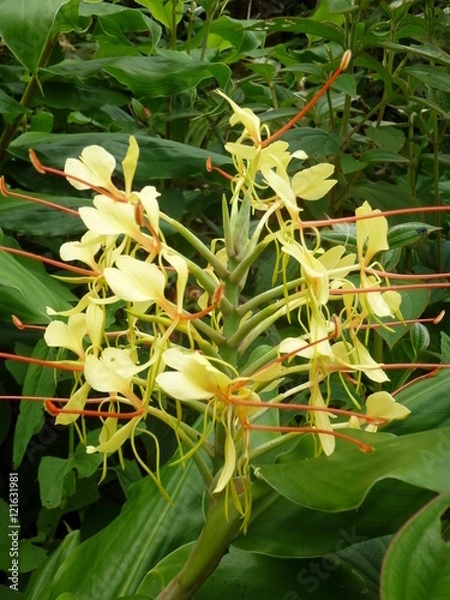 Obraz Nature des îles