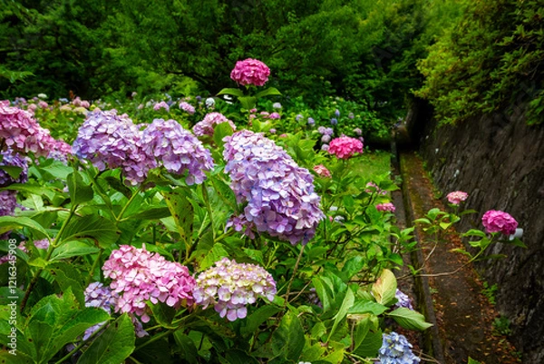 Fototapeta 京都市の智積院で見た、ピンクや紫色などのカラフルな紫陽花が広がる庭園