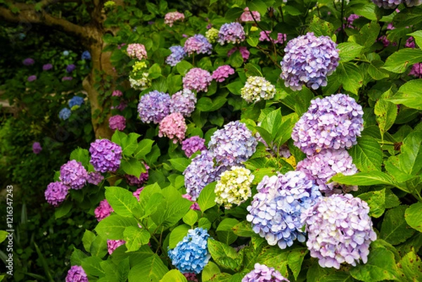 Fototapeta 京都市の智積院で見た、ピンクや紫色などのカラフルな紫陽花