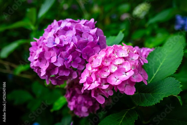 Fototapeta 京都市の智積院で見たピンクと紫色の紫陽花のアップ