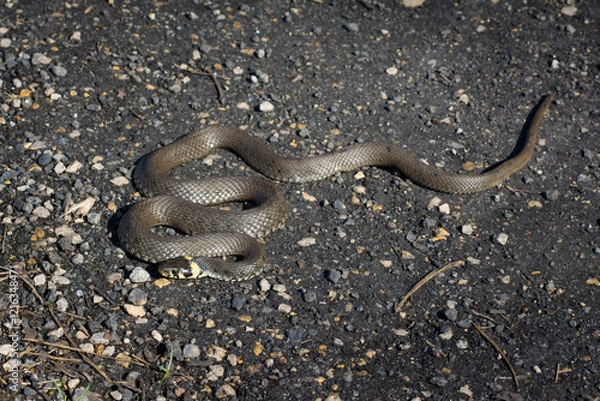 Fototapeta Zaskroniec. Wąż. Natrix natrix.