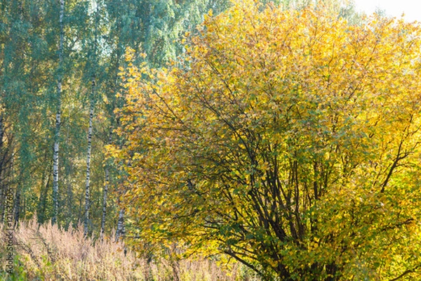 Fototapeta Hazel bush in an autumn forest