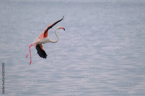 Fototapeta A vibrant flamingo gracefully gliding over Walvis Bay, Namibia. Its striking pink and black wings contrast with the serene, reflective water.