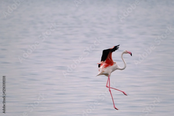 Obraz A flamingo mid-flight at Walvis Bay, Namibia, showcasing vivid pink hues and delicate, slender legs over tranquil waters.