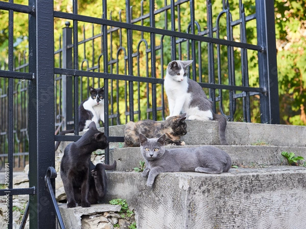 Obraz Street Cats