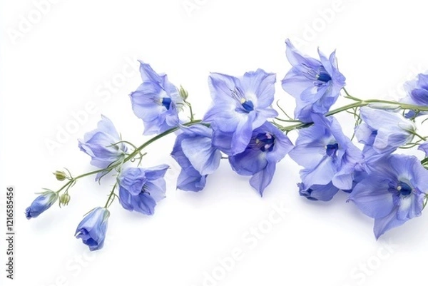 Fototapeta Beautiful delphinium flowers displayed elegantly against a pure white background, capturing natures delicate charm and vivid colors