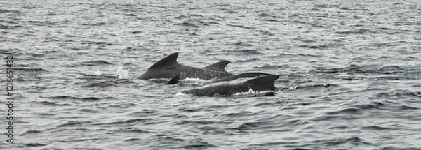 Fototapeta The long-finned pilot whale, or pothead whale (Globicephala melas) near Andenes in Norway.