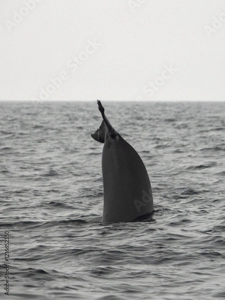 Fototapeta The long-finned pilot whale, or pothead whale (Globicephala melas) near Andenes in Norway.