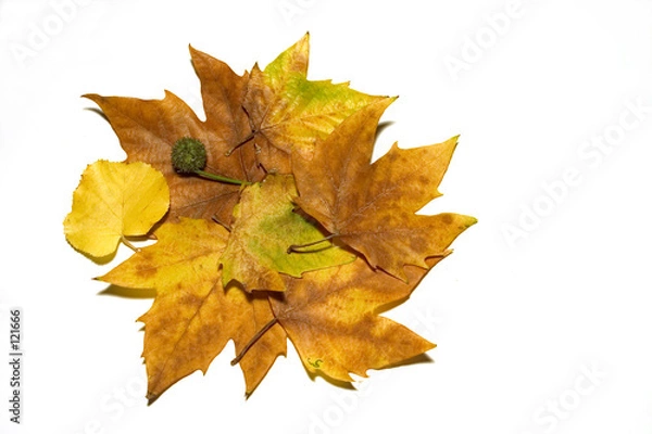 Obraz fall color collage series