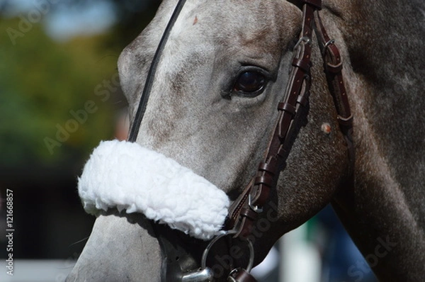 Obraz cheval de courses