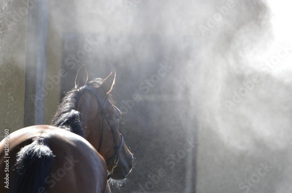 Obraz cheval de courses