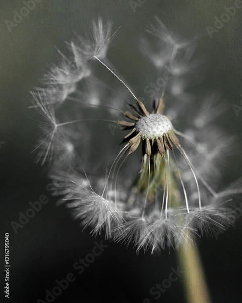 Obraz Dandelion seeds