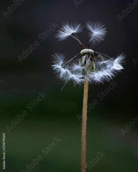 Obraz Dandelion seeds