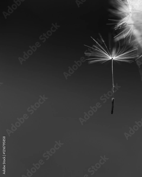 Obraz Dandelion seeds