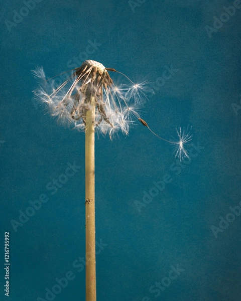 Obraz Dandelion seeds