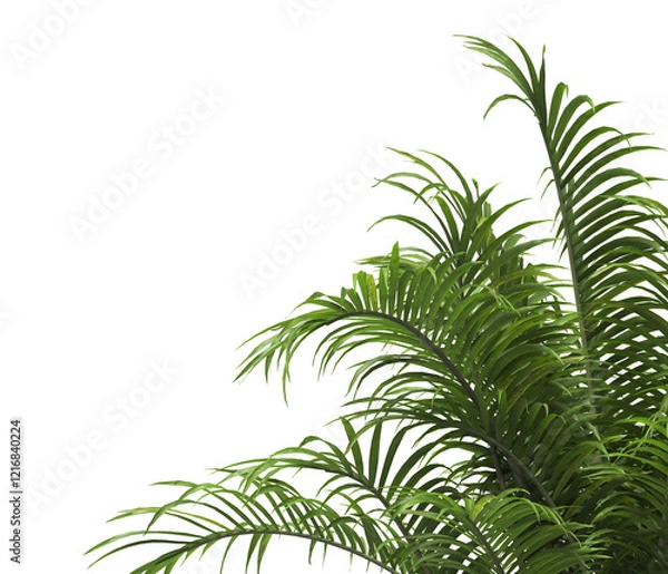 Obraz Tropical palm leaves isolated on transparent background. Palm Tree Branch PNG background. Areca palms leaves. palm leaf PNG, green leaf, tropical leaves. cutout isolate palm foliage PNG. Cascade palm.