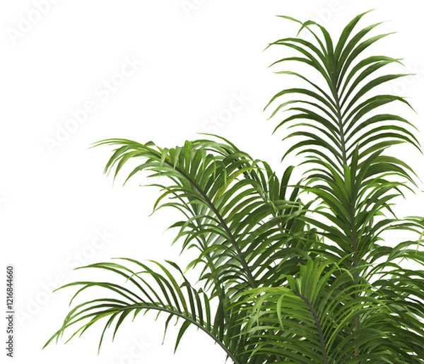Fototapeta Tropical palm leaves isolated on transparent background. Palm Tree Branch PNG background. Areca palms leaves. palm leaf PNG, green leaf, tropical leaves. cutout isolate palm foliage PNG. Cascade palm.