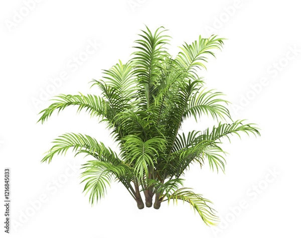 Obraz Single palm Tree PNG isolated on transparent background. big old palm plant with large green leaves. Areca Palm. Cascade palm Plant. Chamaedorea. bamboo palm. PNG bush or shrub outdoor plant.