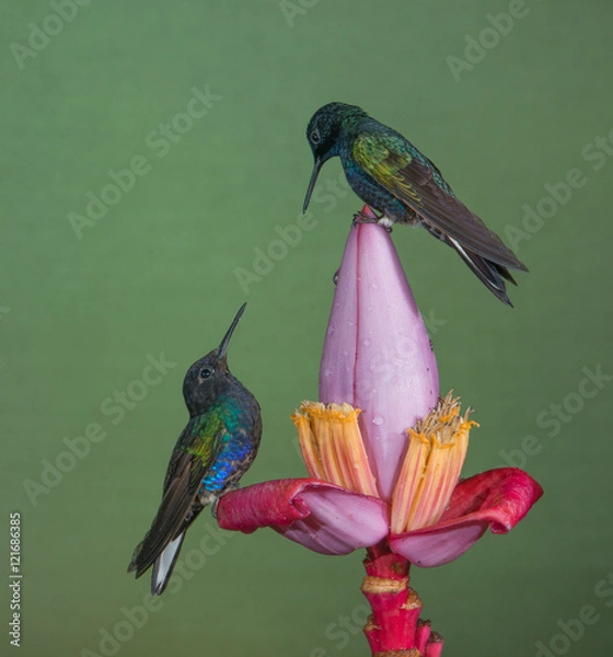 Fototapeta Let's Talk it Over