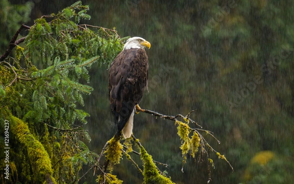 Fototapeta Bald Eagle in the Rain