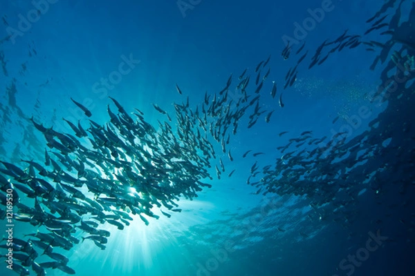 Fototapeta striped mackerel