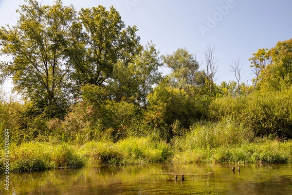 Obraz Naturschutzgebiet Taubergießen / Altrhein am Oberrhein