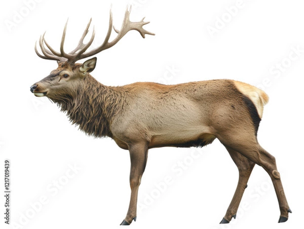Obraz Isolated Male Deer with Antlers
