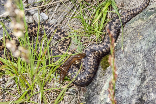 Fototapeta Common European viper
