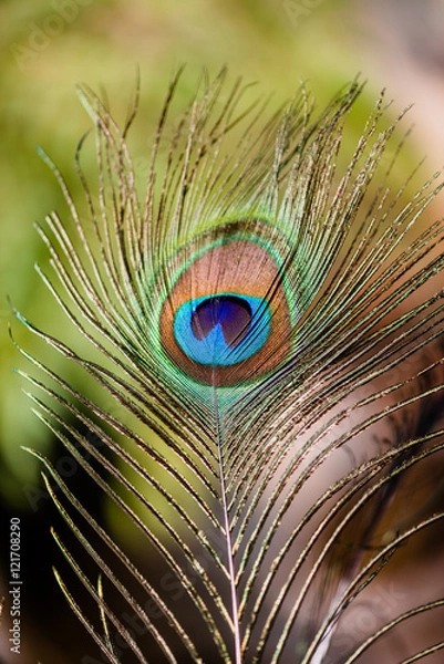 Obraz Elegant Peacock tail eye brightening under sun light