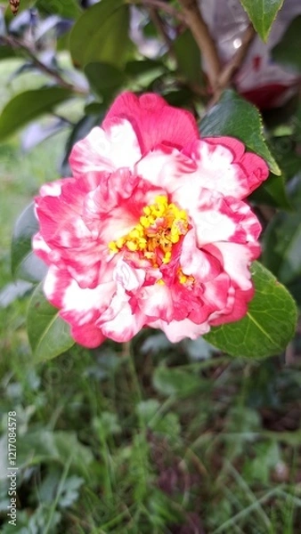 Obraz Camelia