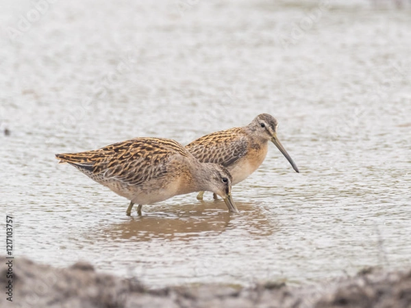 Fototapeta Two juvenile Short-billed Dowitchers feeding together in shallow water