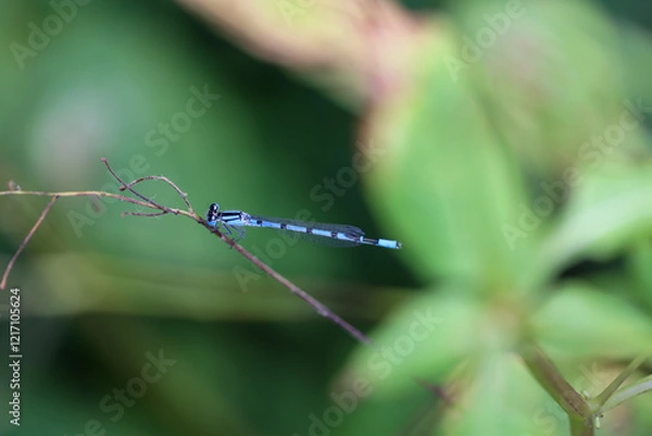 Fototapeta Eine Azurjungfer, Kleinlibelle auf einem Grashalm.